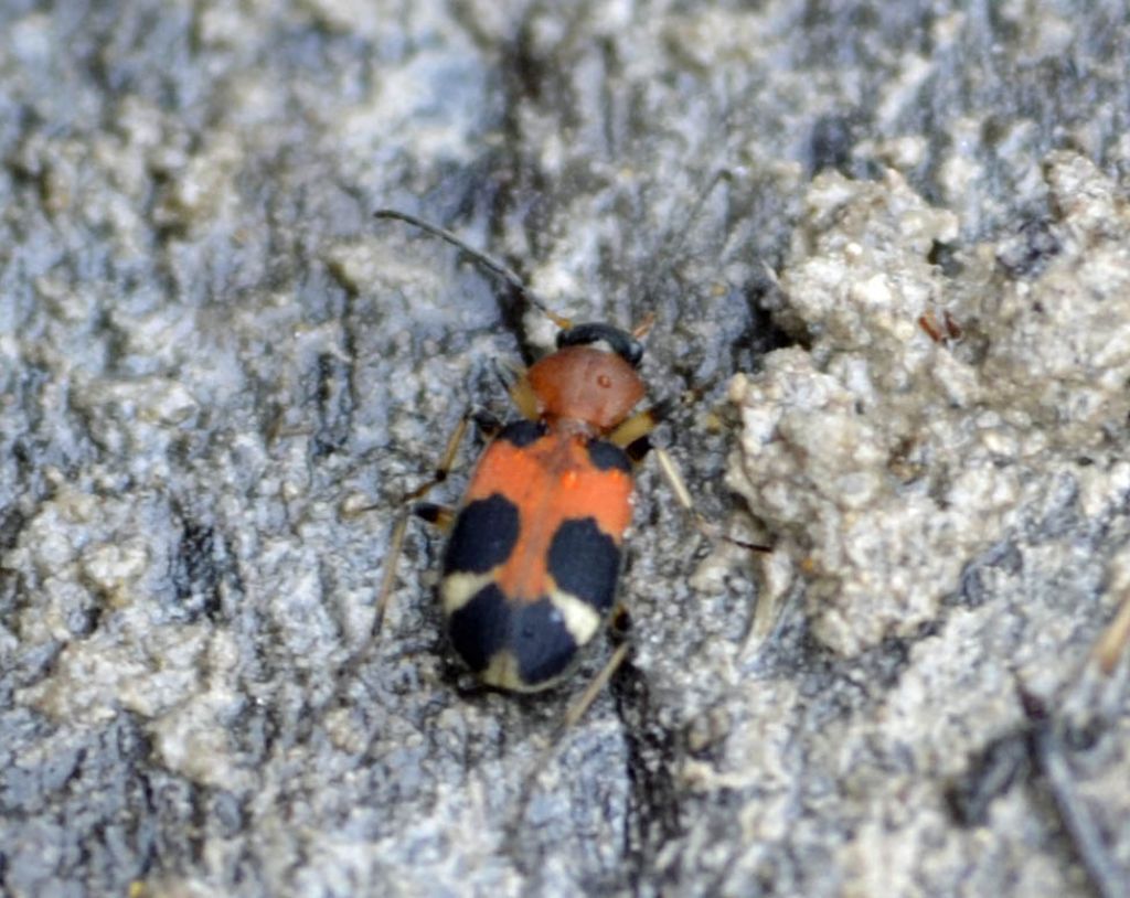 Callistus lunatus, Carabidae